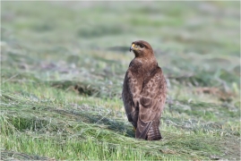 <p>KÁNĚ LESNÍ (Buteo buteo) /Common buzzard - Mäusebussard/</p>